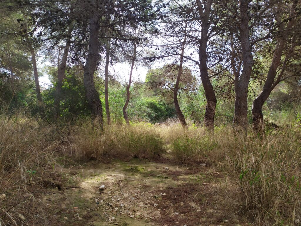 Pequeño bosque escondido cercano a un riachuelo